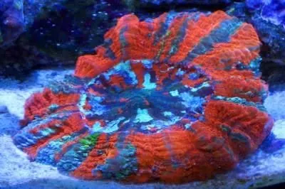 Acan coral colony