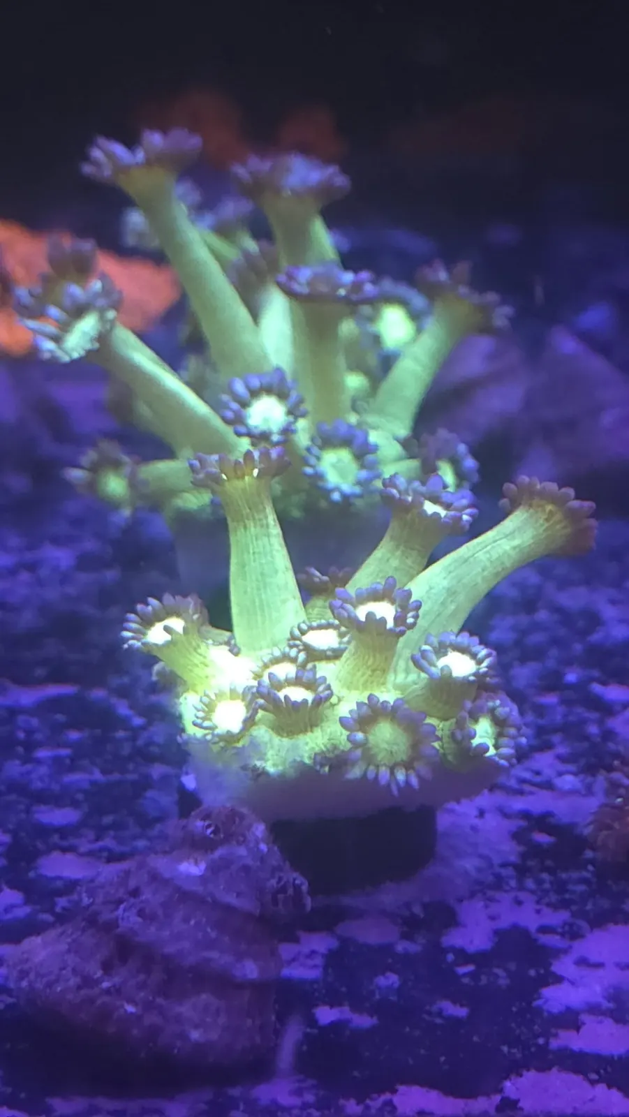 Green Duncan coral polyps