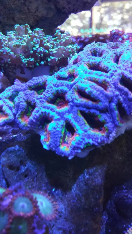 Favia coral with teal and green