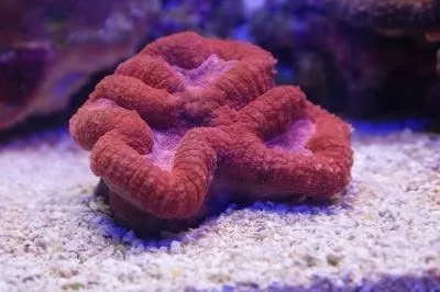 Red brain-type LPS coral on the sand