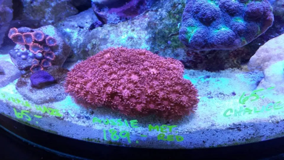 Red LPS frag in a frag tank