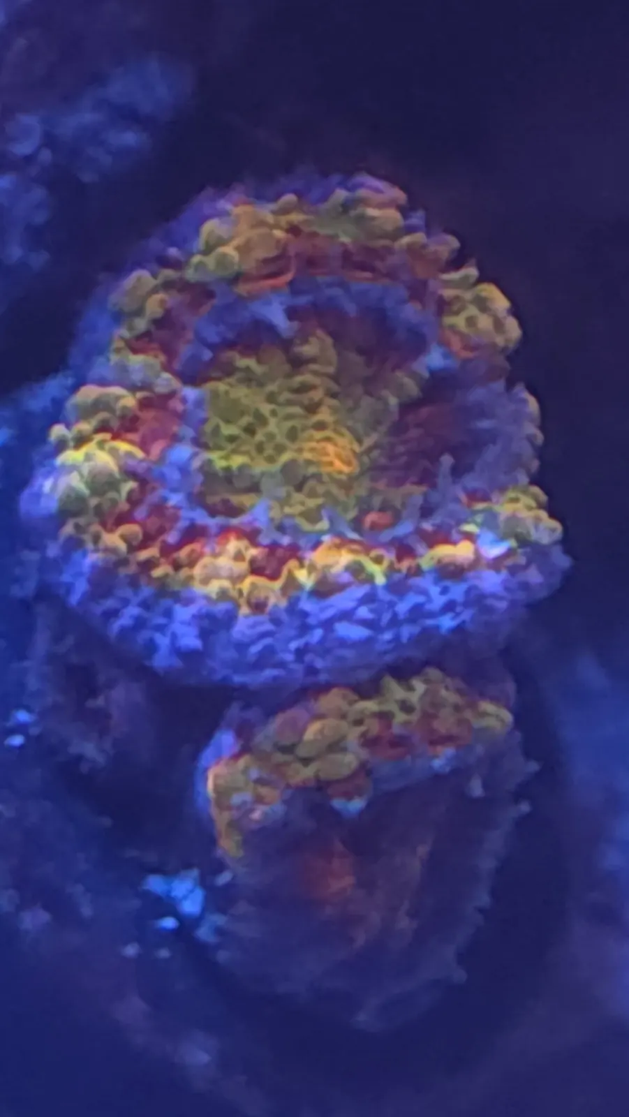 Ring-shaped LPS coral