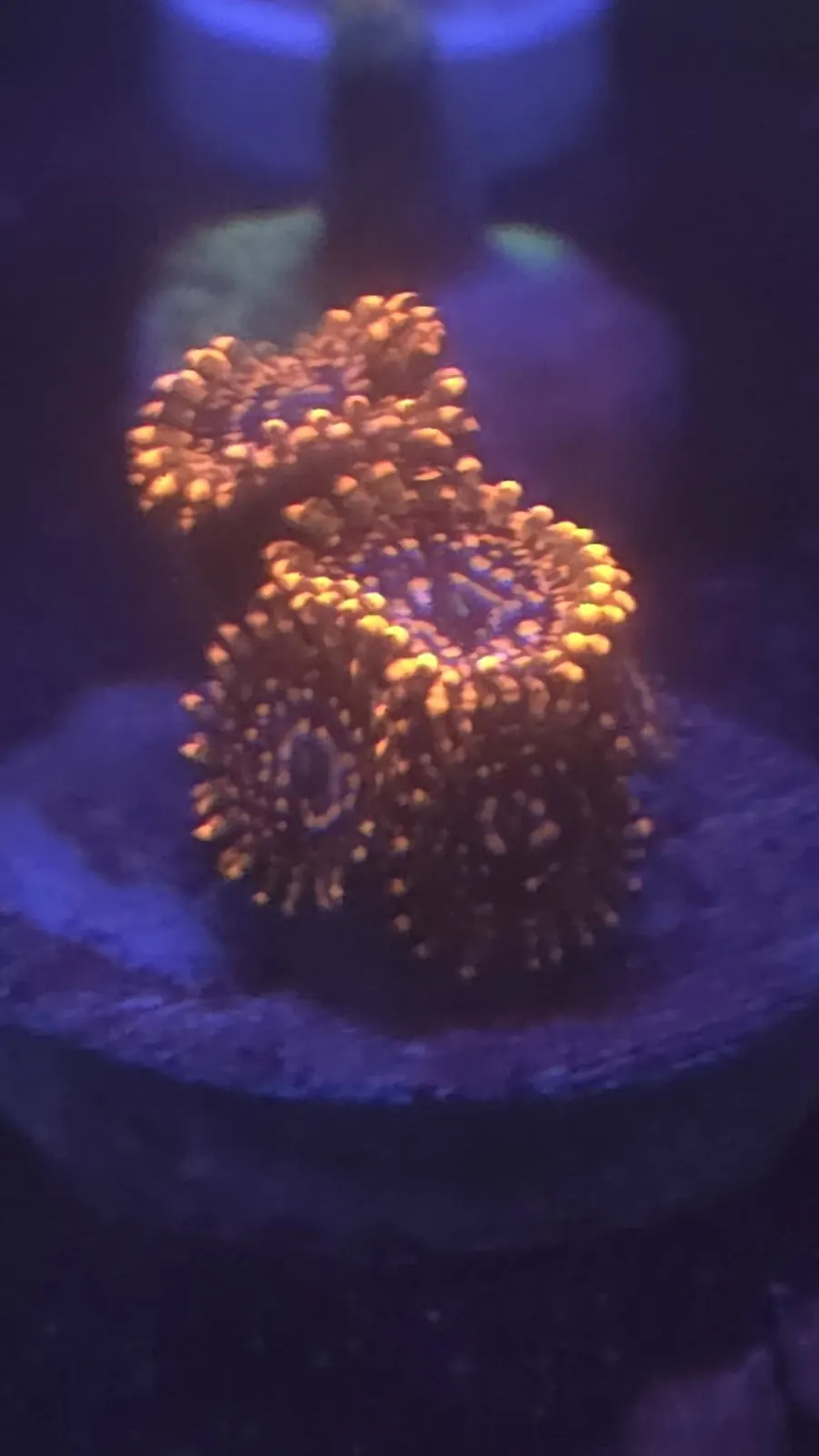 Orange polyp coral