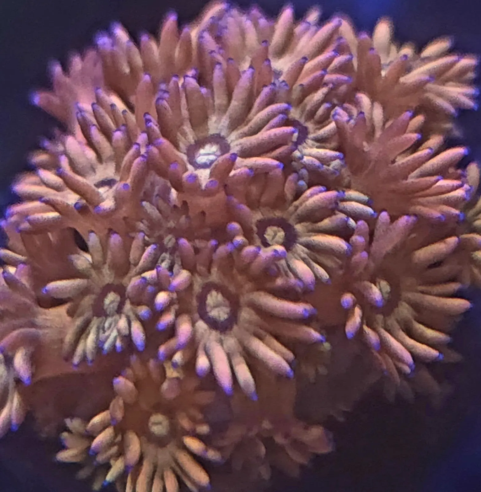 Dense colony of orange polyps