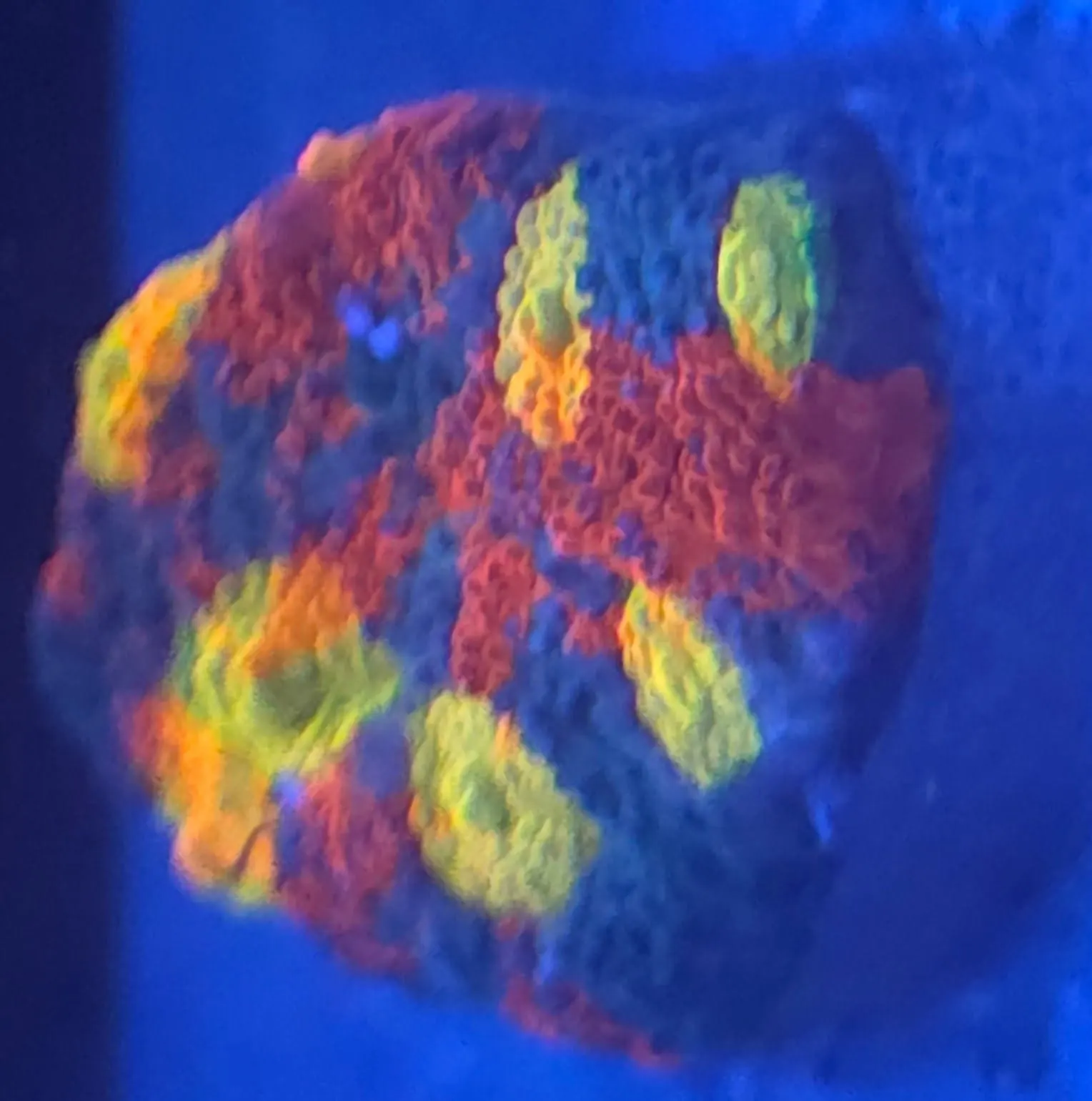 Rainbow Acan coral with red, yellow and blue polyps