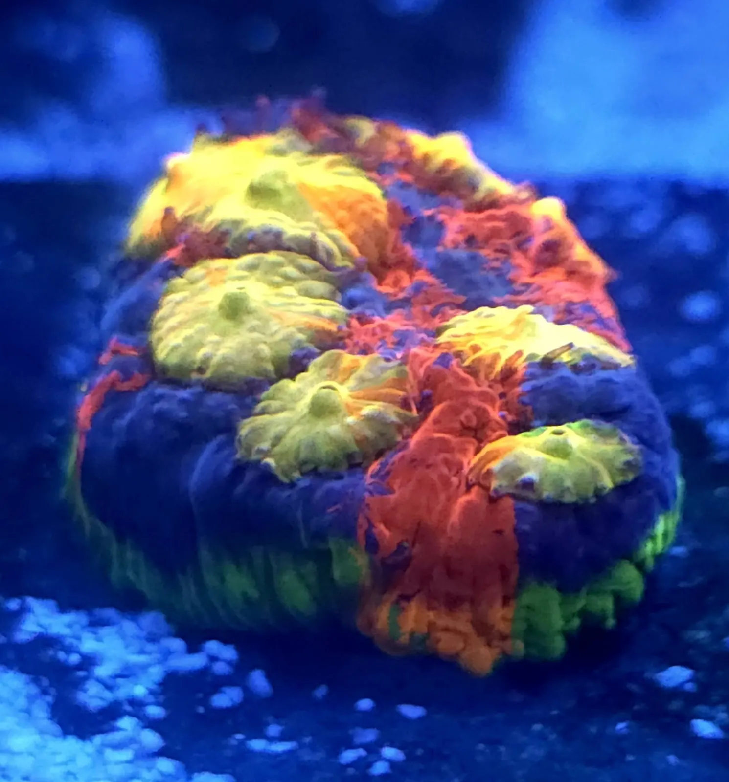 Rainbow LPS coral glowing under actinic light