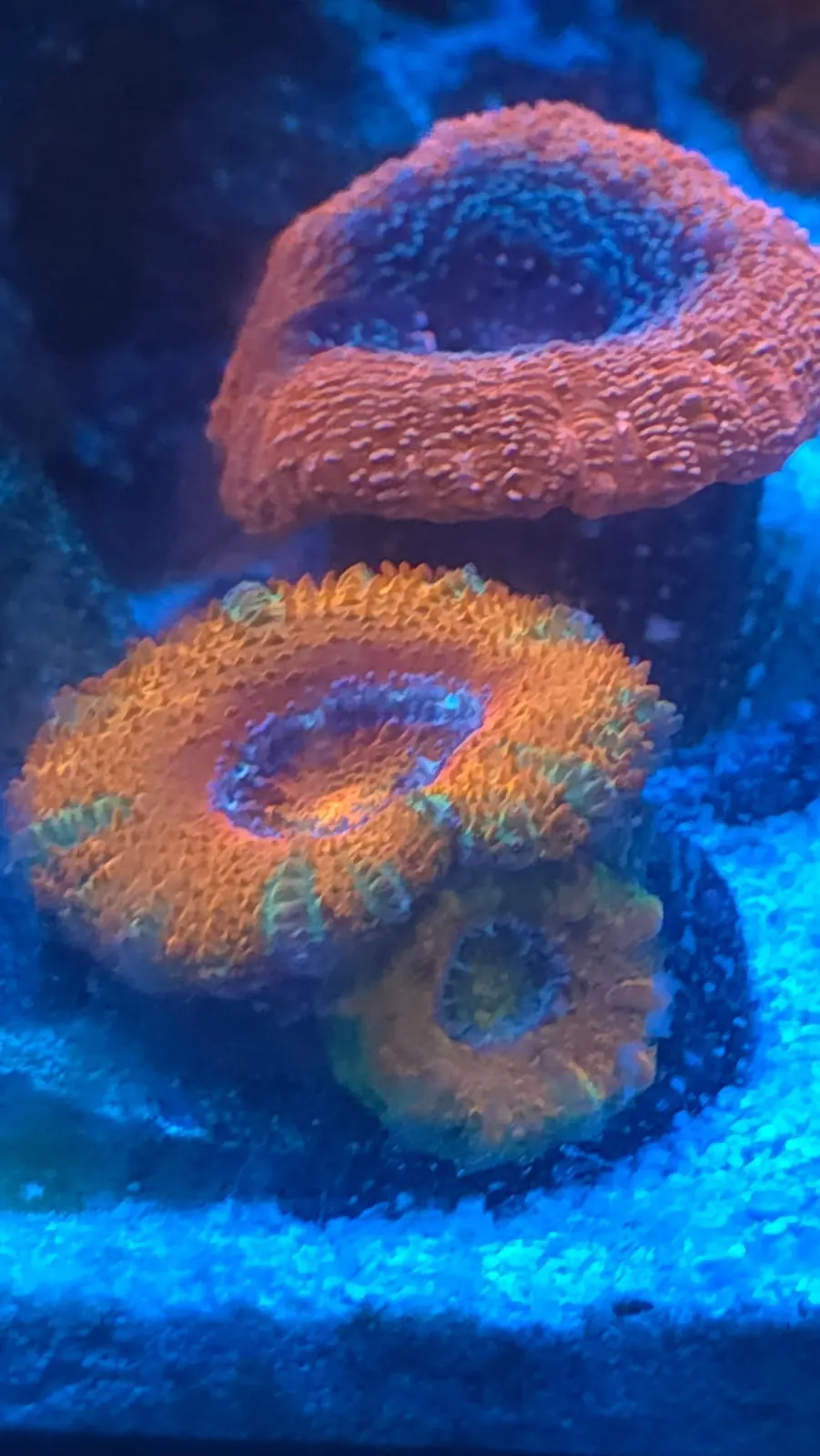 Orange LPS coral with a bright rim