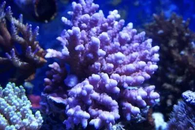 Purple SPS coral colony
