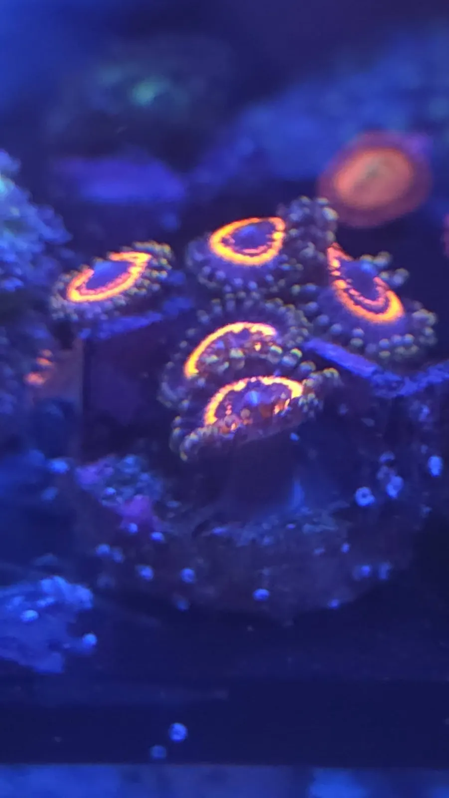 Cluster of zoanthids glowing orange