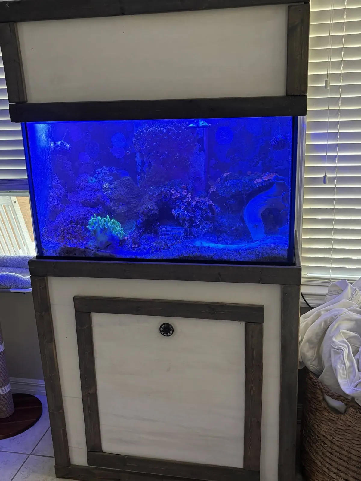 A reef aquarium on a wood cabinet stand in the store