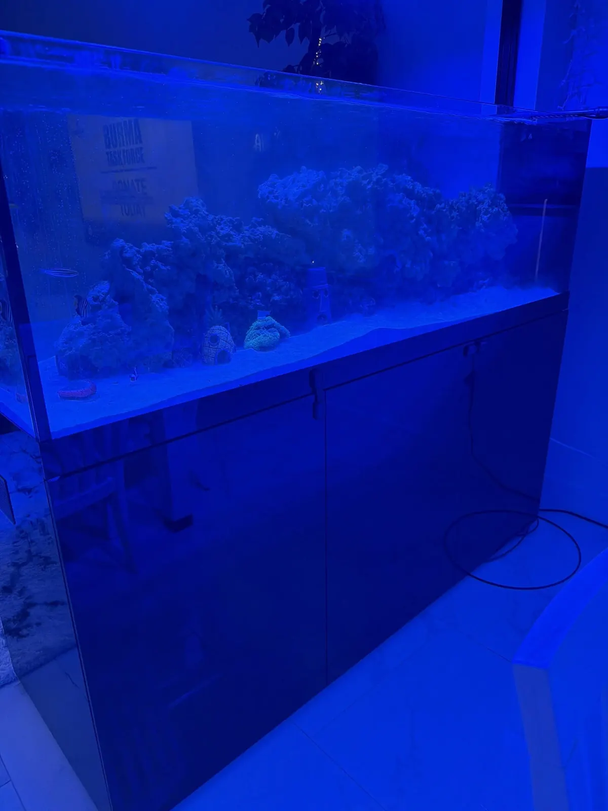 A large aquarium glowing under blue light in the store