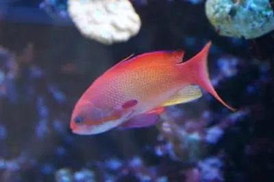 Pink and orange anthias