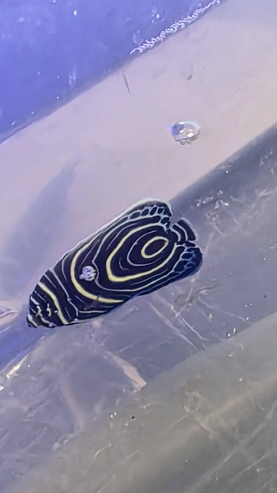 Juvenile emperor angelfish with blue and white rings