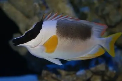 Yellow foxface rabbitfish
