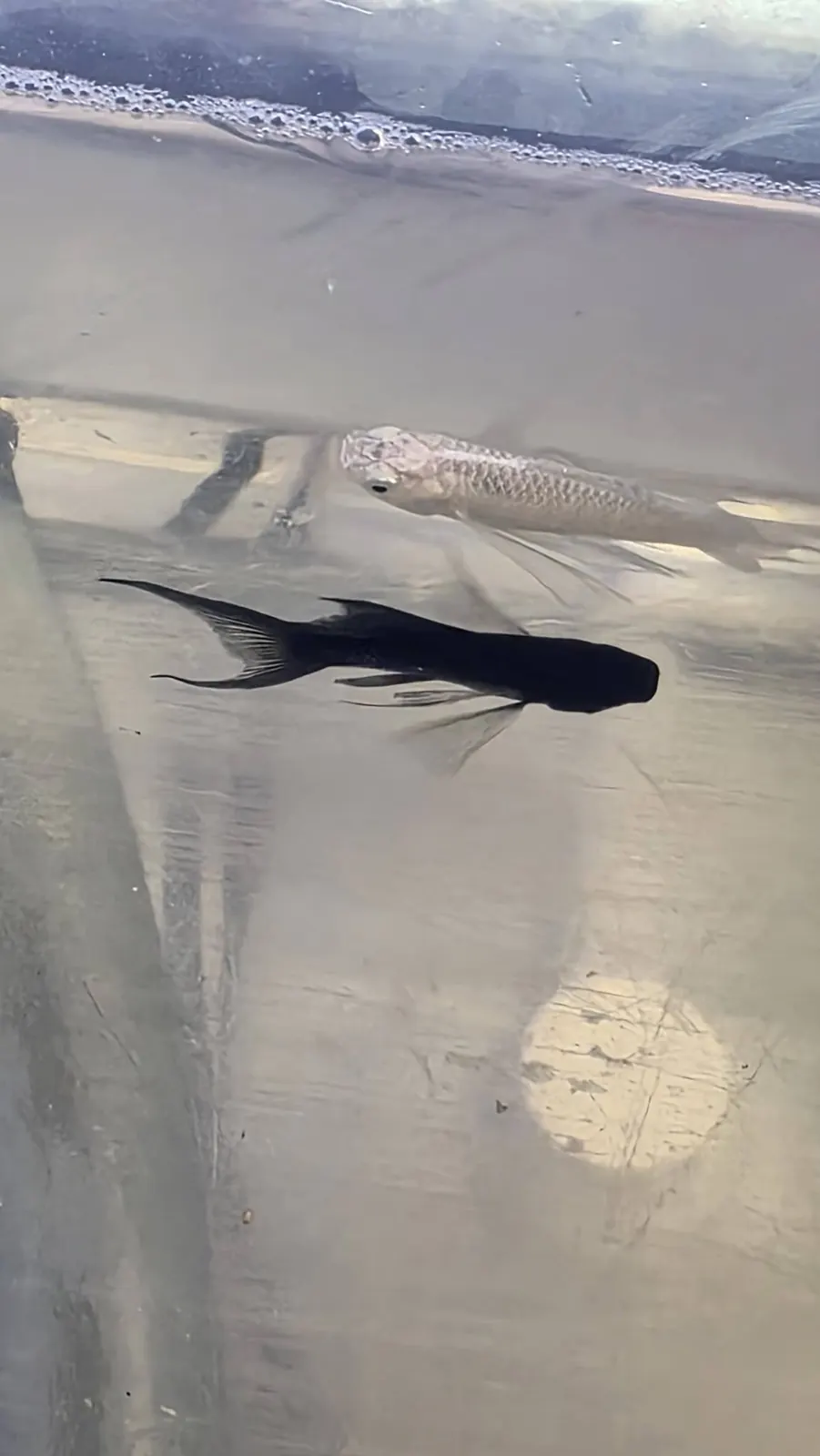Dark fish with flowing fins in a holding tank