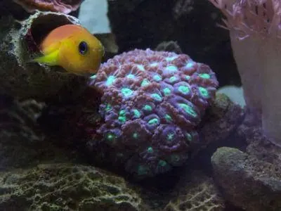 Small yellow and orange fish beside coral