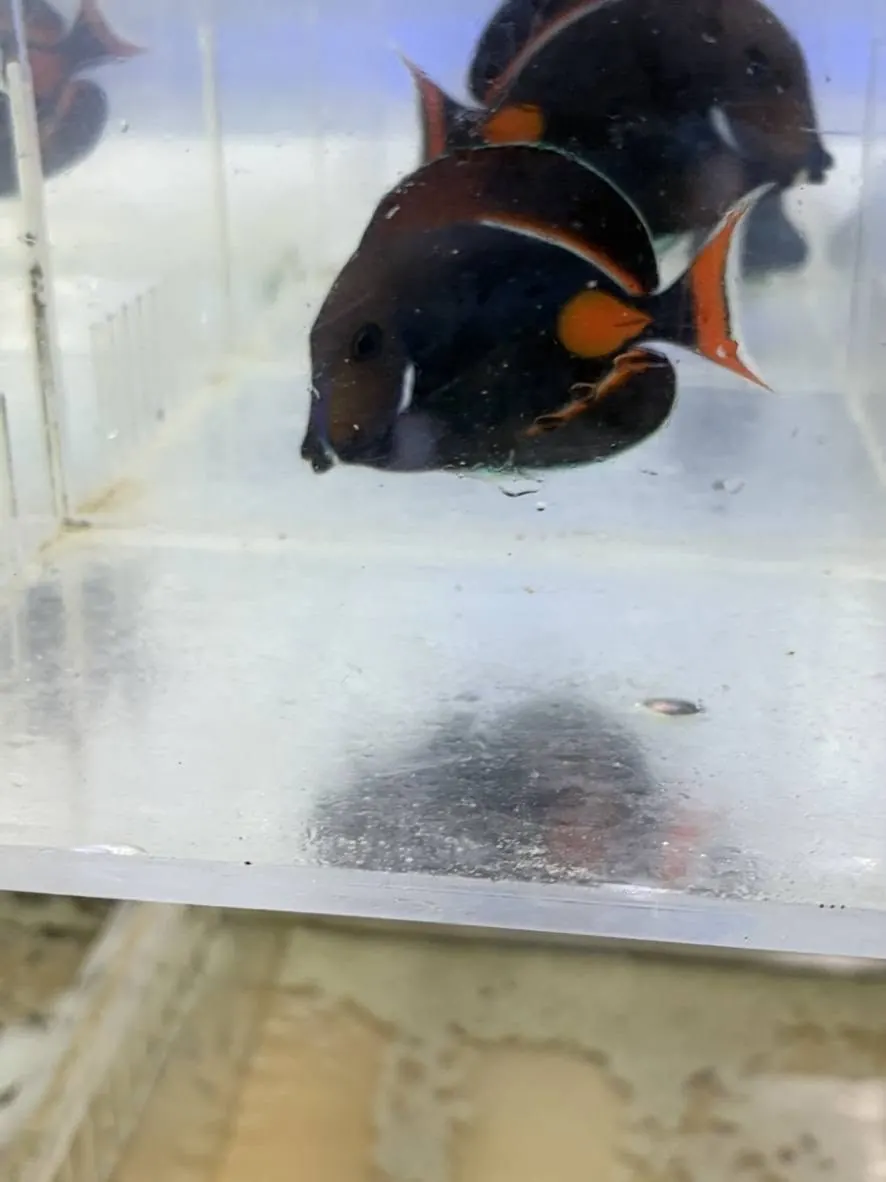 Tang in a clear holding tank