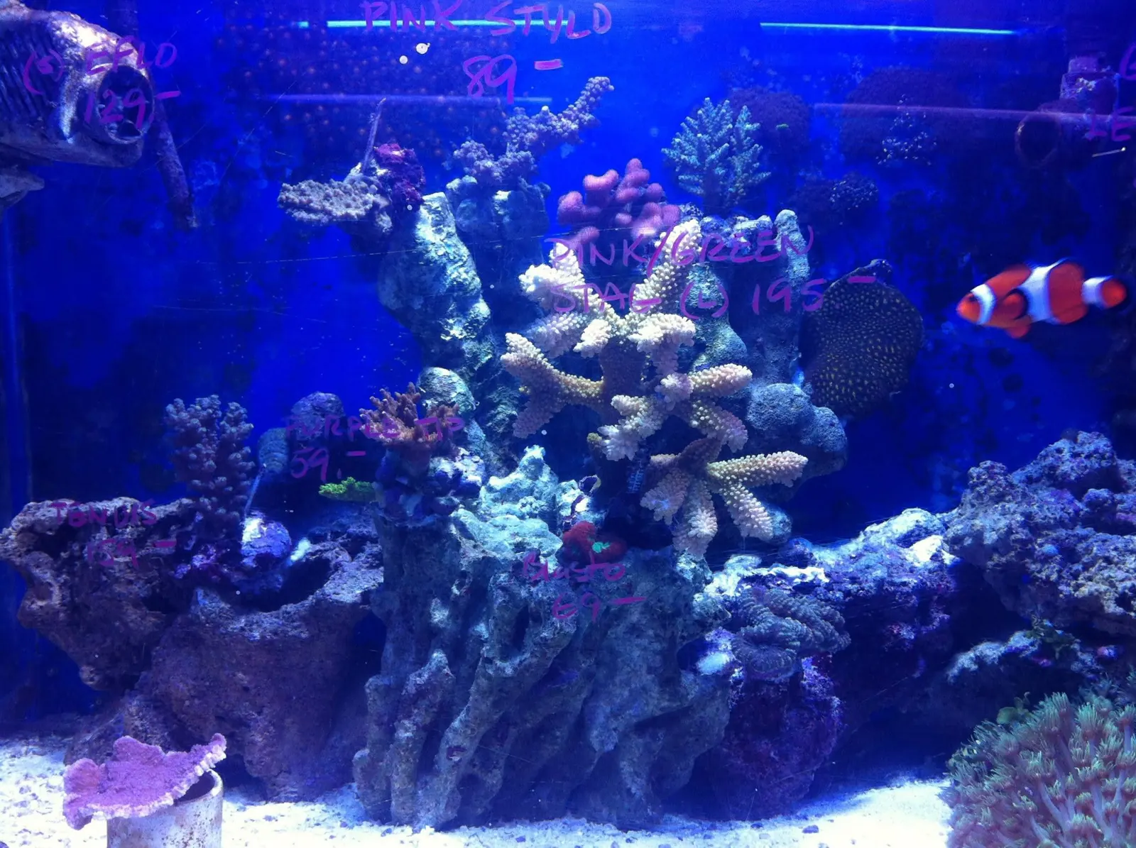 A thriving reef aquarium with clownfish and corals